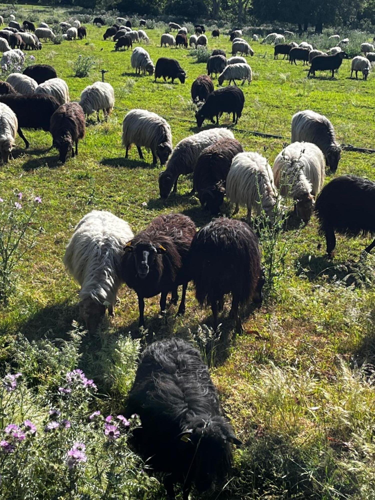 Location Du Ranch * Algajola (Corsica)