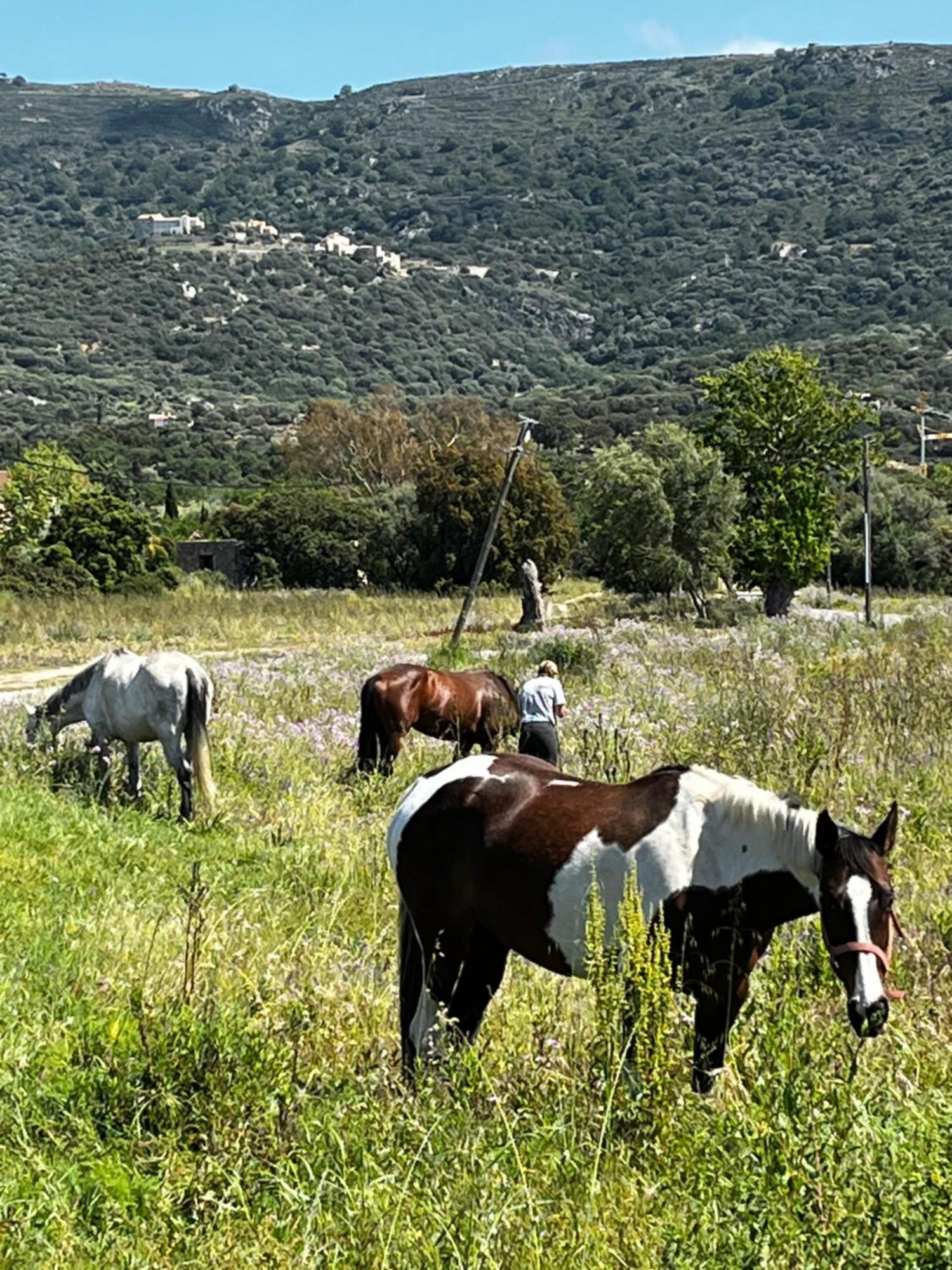 Location Du Ranch Camping Algajola (Corsica)